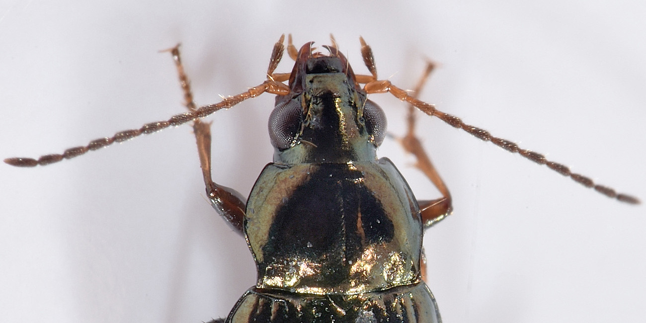 Carabidae: Odontium (Eurytrachelus) laticolle